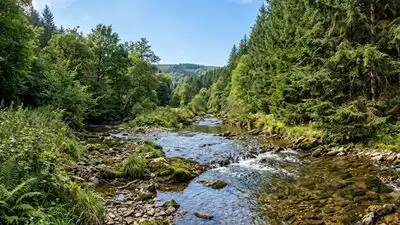 Forests are often associated with clean water, but a study: The wider industry impact