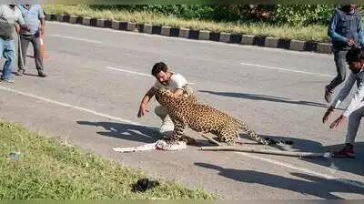 Injured leopard attacks forest watcher during rescue operation: The wider industry impact