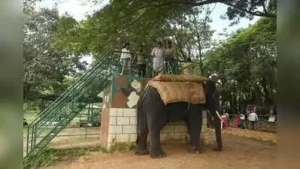 Deputy conservator of forests (wildlife) Prasanna Krishna Patgar visited Sakrebailu Elephant