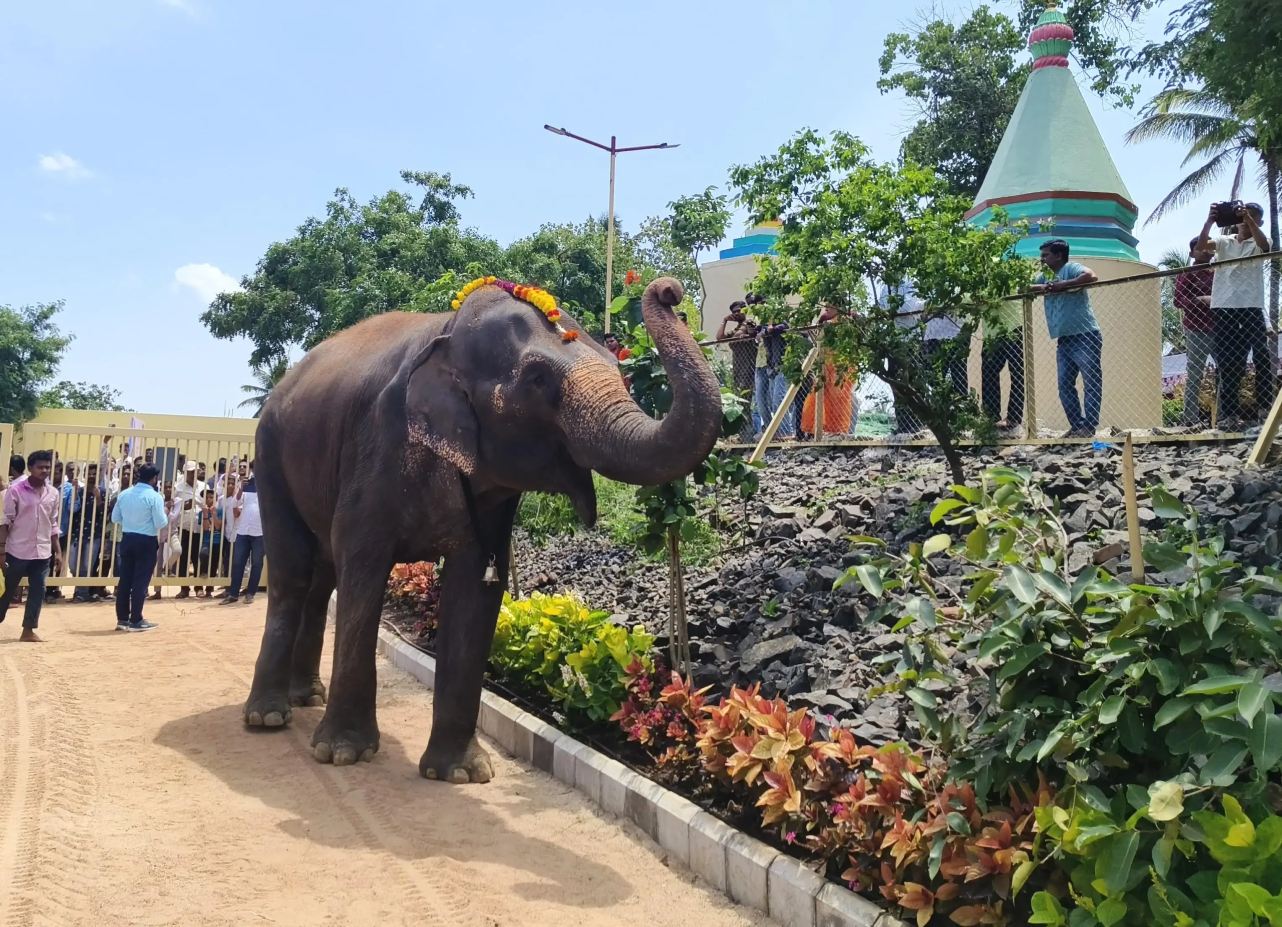 As the truck carrying Mahadevi, the beloved elephant of the local Jain math, rolled