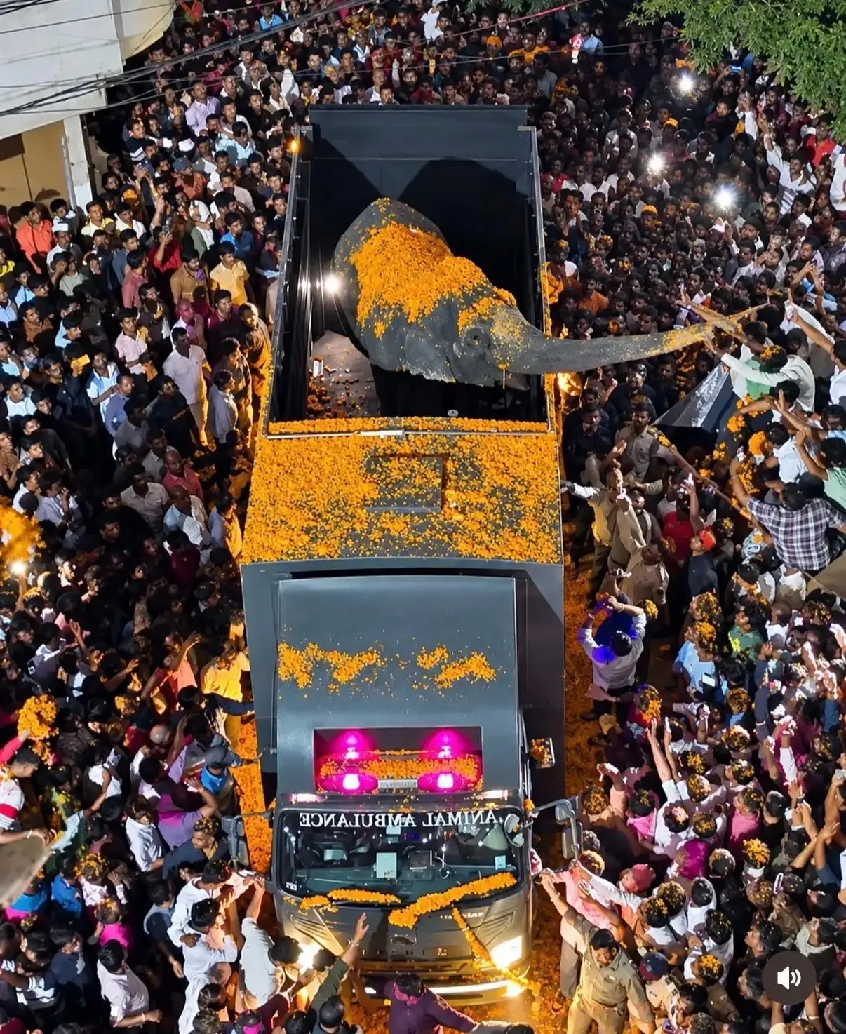 As the truck carrying Mahadevi, the beloved elephant of the local Jain math, rolled