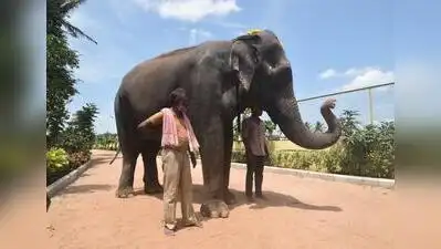 As the truck carrying Mahadevi, the beloved elephant of the local Jain math, rolled