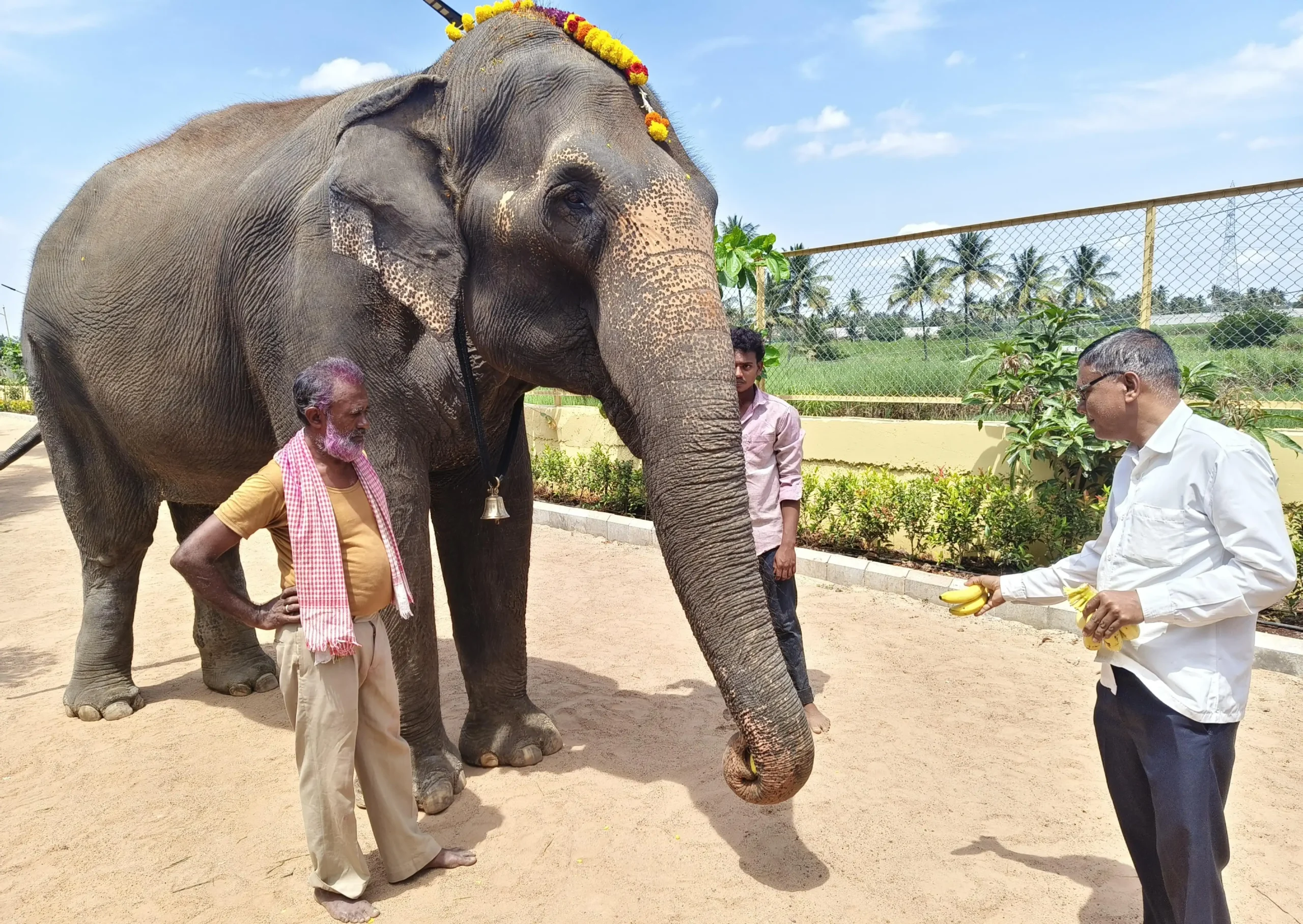 As the truck carrying Mahadevi, the beloved elephant of the local Jain math, rolled
