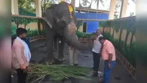 As the truck carrying Mahadevi, the beloved elephant of the local Jain math, rolled