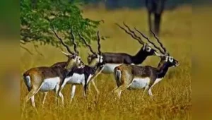 Blackbucks at Ranebennur Blackbuck Sanctuary