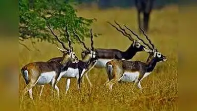 Blackbucks at Ranebennur Blackbuck Sanctuary