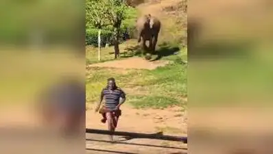 Munnar : A tea estate worker had a narrow escape after a wild elephant charged at him
