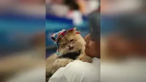 Mumbai: Police have registered an offence against an unknown person after six cats were