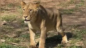 The death of four newborn Asiatic lion cubs at Shivamogga zoo has sparked controversy after zoo