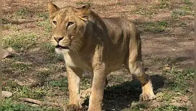 The death of four newborn Asiatic lion cubs at Shivamogga zoo has sparked controversy after zoo