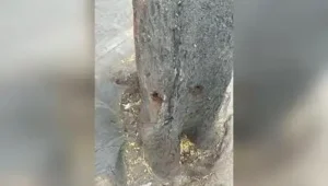 Residents allege trees in Bengaluru's Vijayanagar poisoned to bypass felling norms