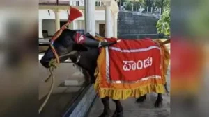 Pandu, the celebrated racing buffalo who won over 201 medals on Kambala tracks across coastal