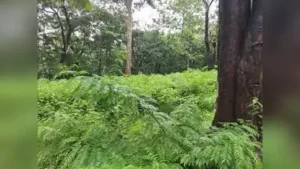 Riotous growth of wild plant threatens Western Ghats, state plans: The wider industry impact