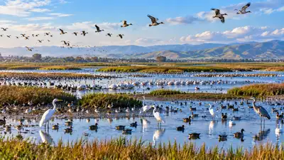 California removed levees from a former dairy farm, turning it back: The wider industry impact
