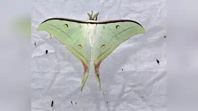 ZSI team surveys Western Ghats for moth diversity