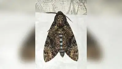 ZSI team surveys Western Ghats for moth diversity