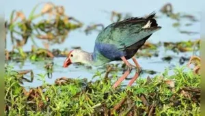 Native birds see record-high sightings at Pallikaranai: The wider industry impact