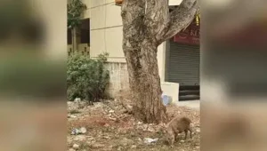 The pig menace continues to trouble residents in several parts of Hubballi, with people in many