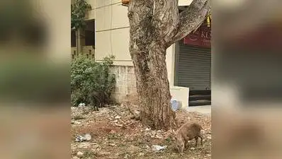 The pig menace continues to trouble residents in several parts of Hubballi, with people in many