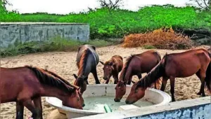 Every day, dozens of water tankers roll into Point Calimere Wildlife: The wider industry impact
