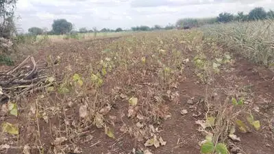 Therefore, only exam fee waiver is a cruel joke on drought-hit: The wider industry impact