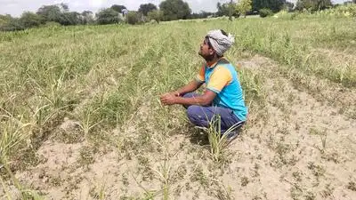 Yet farmers in several drought-prone pockets of Maharashtra find: The wider industry impact