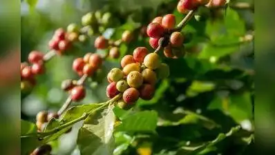 Until now, CCRI has supplied only seeds and has the capacity: The wider industry impact