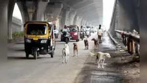 Nashik: Dog bite cases are rising sharply across Nashik district, with the number surging more