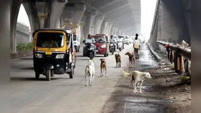 Nashik: Dog bite cases are rising sharply across Nashik district, with the number surging more