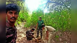 If the area assigned to each patrol team be reduced by 1,000 hectares, APWs would be able