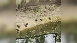 Kanpur: In a significant development at Kanpur Zoo, twenty-five hatchlings of rare