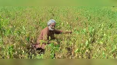 “Such systems are likely to bring rainfall back to Marathwada,”: The wider industry impact