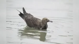Known locally as ‘Jaladashyu Pakhi’, or the pirate bird, the Arctic: The wider industry impact