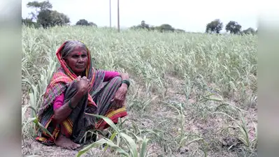 In all, crop damage is reported in 2,279 hectares, he stated: The wider industry impact
