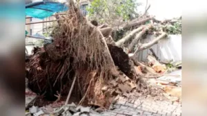 Mumbai: A 21-year-old man, Aniket Padiya, was injured after a tree fell on him in Unit No