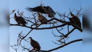 Bijnor : After nearly three decades, vultures are now being spotted in increasing numbers