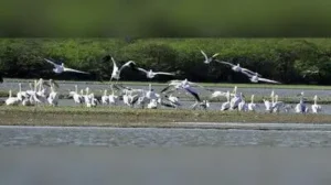 Agra: After a six-year legal battle, the protected area of Sur Sarovar Bird Sanctuary in Agra