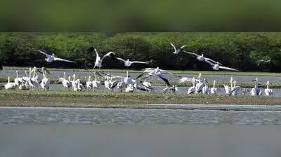 Agra: After a six-year legal battle, the protected area of Sur Sarovar Bird Sanctuary in Agra