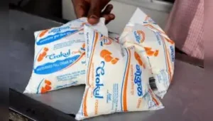 The election will decide the fate of 25 seats on Gokul Dairy’s board of directors
