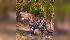 BTR to host Wildlife Week 2026 from tomorrow
