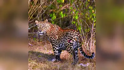 BTR to host Wildlife Week 2026 from tomorrow