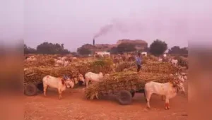 30 Maha sugar mills owe Rs 194 crore in FRP dues; 15 confronts: The wider industry impact