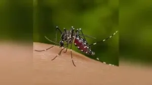 10 students test dengue +ve, anti-larvae drive intensified: The wider industry impact