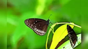 Why Chennai Is Seeing More Butterflies — Butterfly Migration in South India