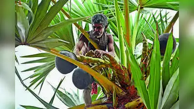 Madurai: Citing difficulties in monitoring adulteration during toddy: The wider industry impact