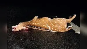 A wild deer was killed in a hit-and-run by a bus near Nagamalai Pudukottai on Sunday