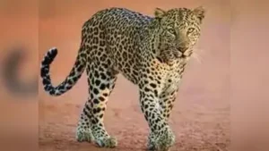 Kanpur: A 60-year-old farmer was allegedly injured in a suspected leopard attack in Etawah’s