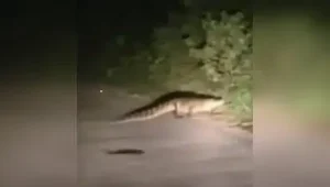 Crocs out of water, Kanpur residents on edge