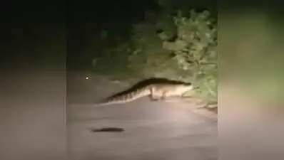 Crocs out of water, Kanpur residents on edge