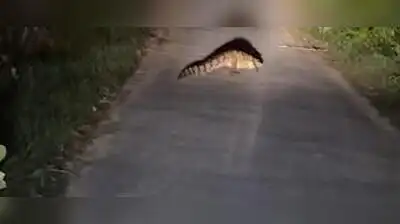 Crocs out of water, Kanpur residents on edge
